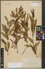 Foto von Salix alba L. x Salix fragilis L.